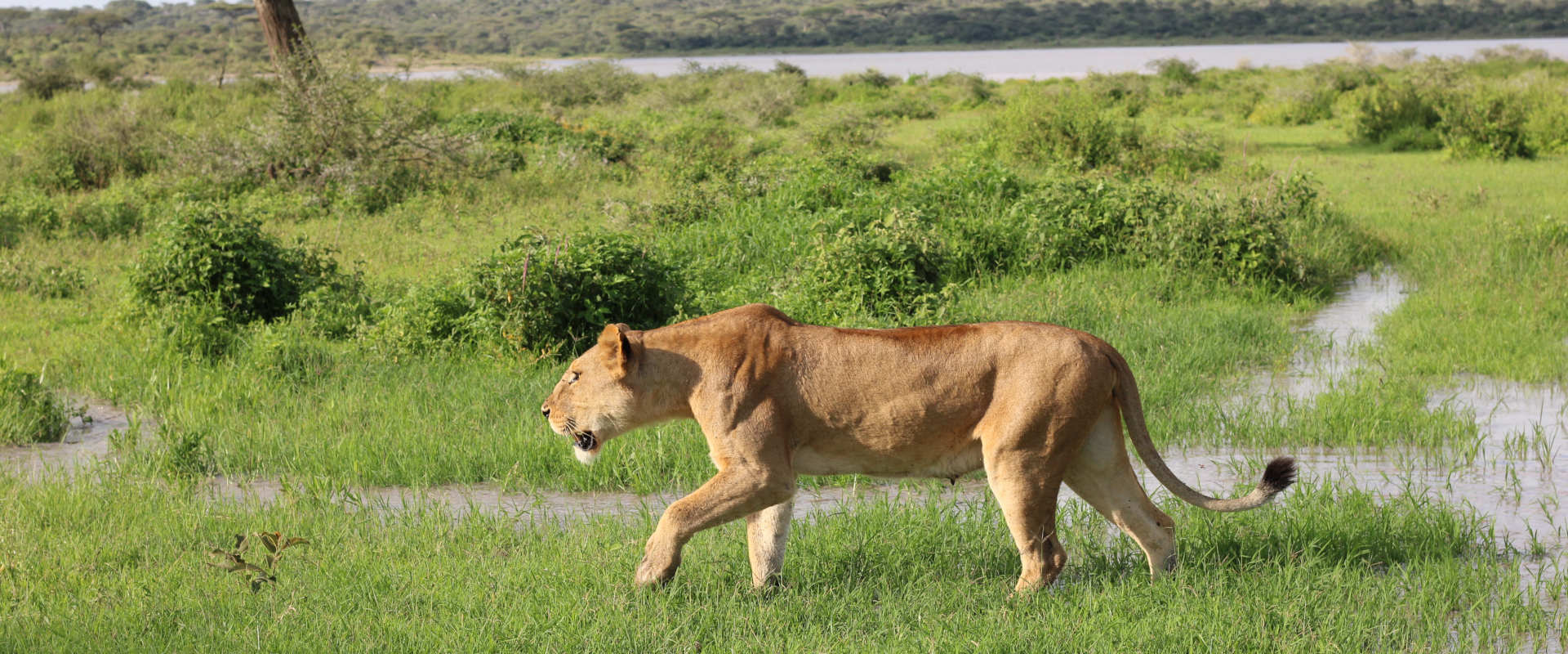 4 Day Luxury Safari Experience in Manyara,  Serengeti & Ngorongoro