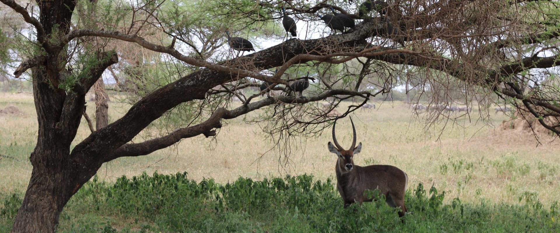 2 Day special Camping Safari (Manyara & Ngorongoro Crater)