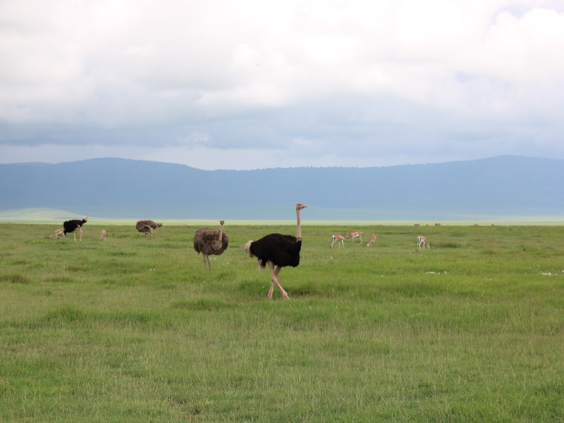 5 Day Camping Safari Arusha Np, Tarangire, Manyara & Ngorongoro Route