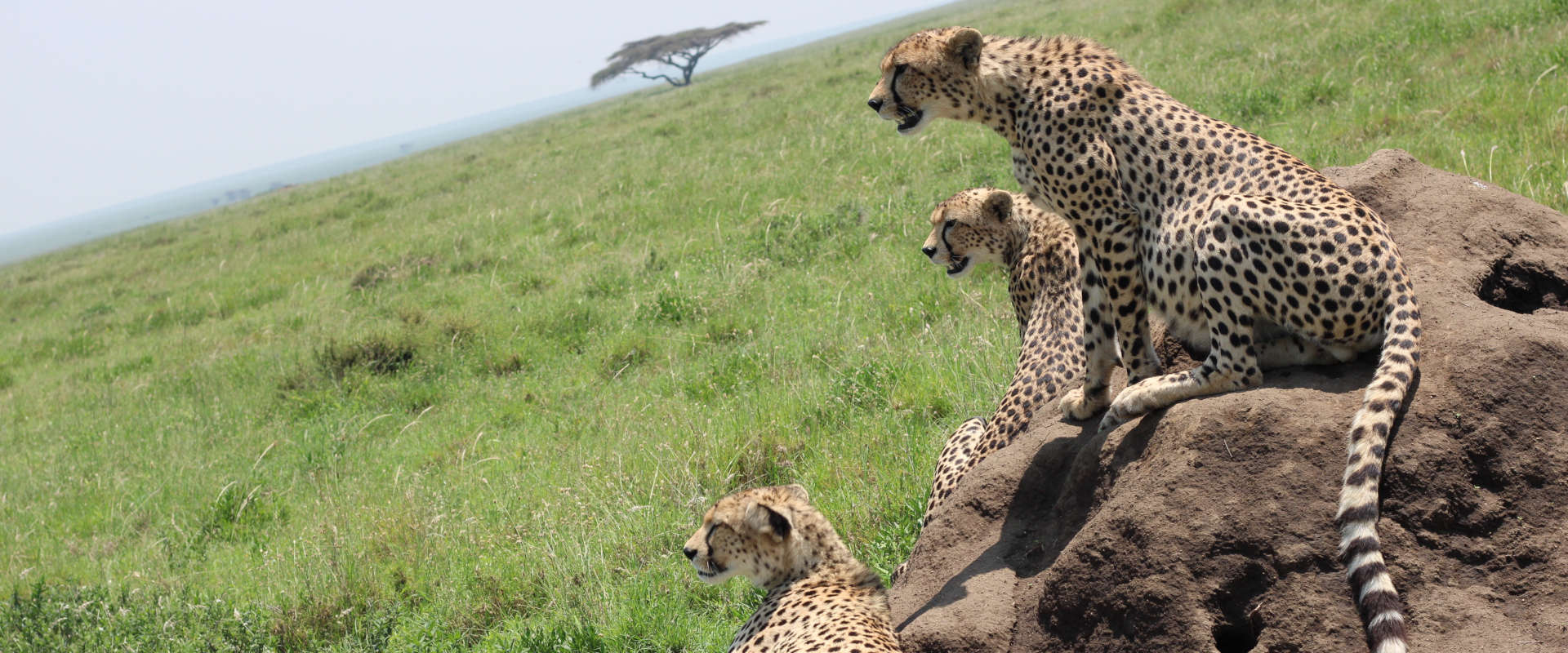 4 Day Camping Safari Tarangire, Serengeti & Ngorongoro Crater