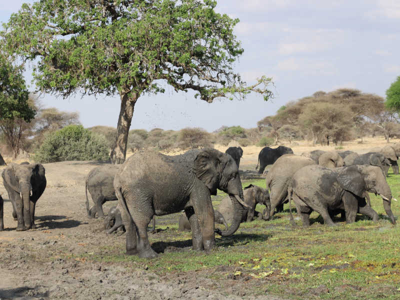 Encounter Day trip Safari Tarangire National Park