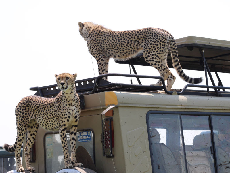 2 Day special Camping Safari (Manyara & Ngorongoro Crater) Route