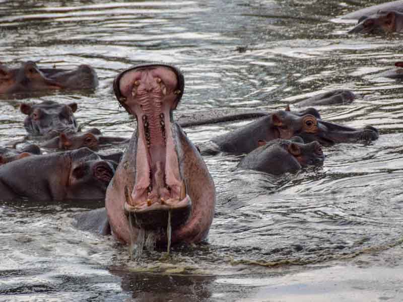 8 Days Northern Safari & Southern Zanzibar Adventure