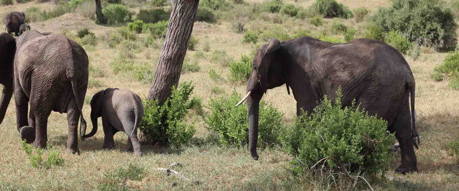 2-Day Luxury Nyerere Escape: Fly-In Safari & Rufiji Boat Cruise