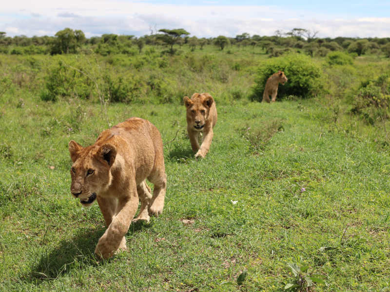 5 Day Luxury Wonder Safari (Arusha Np, Tarangire, Manyara & Ngorongoro) Route