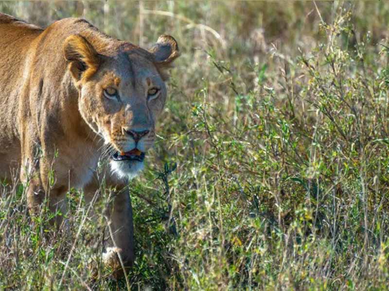 5 Days Serengeti - Ngorongoro - Lake Manyara Romantic Safari