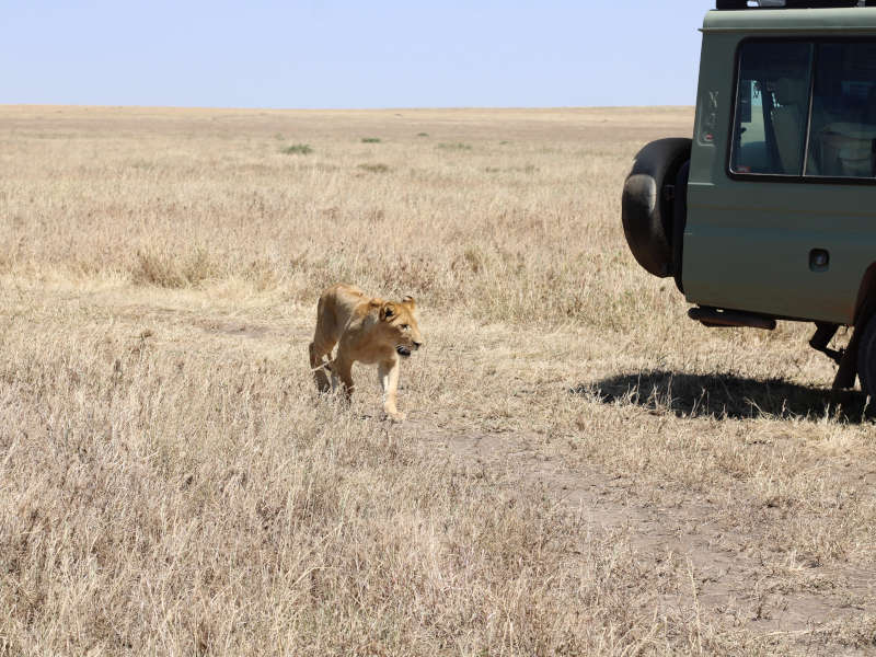 3 Day Luxury Safari (Manyara, Eyasi & Ngorongoro) Route