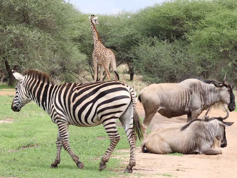 7 Days Spectacle Camping Safari in Tarangire, Serengeti & Ngorongoro