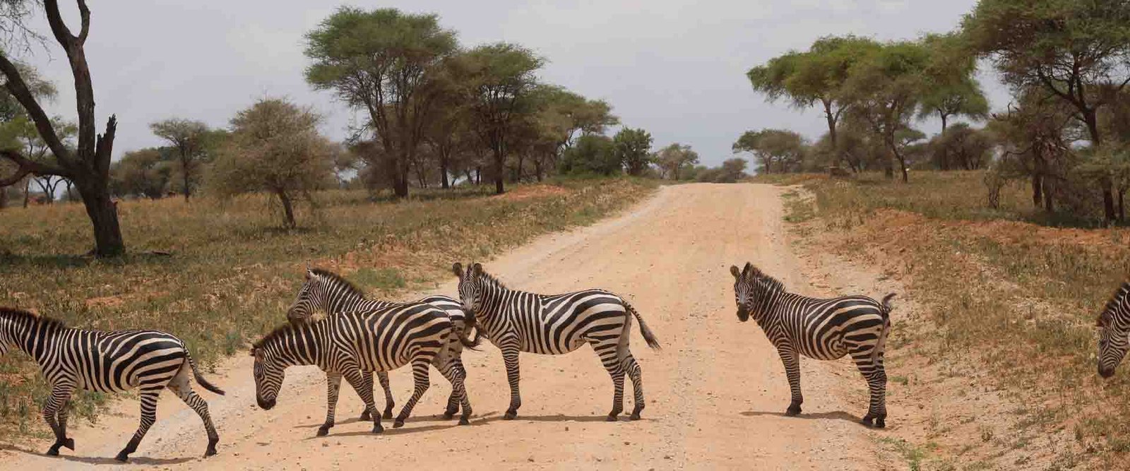 5 Days Safari to Tarangire, Hadzabe Village Visit, Ngorongoro Crater & Serengeti