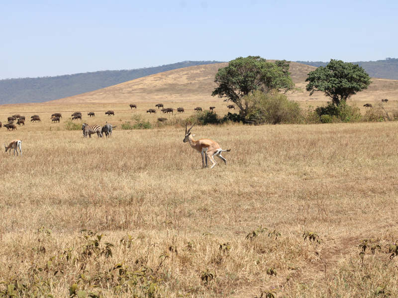 4 Day Dream Luxury Safari Tarangire, Manyara & Ngorongoro