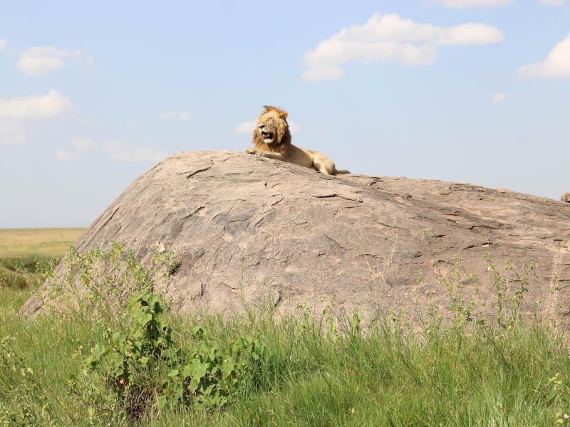 4 Day Luxury Safari Experience in Manyara,  Serengeti & Ngorongoro