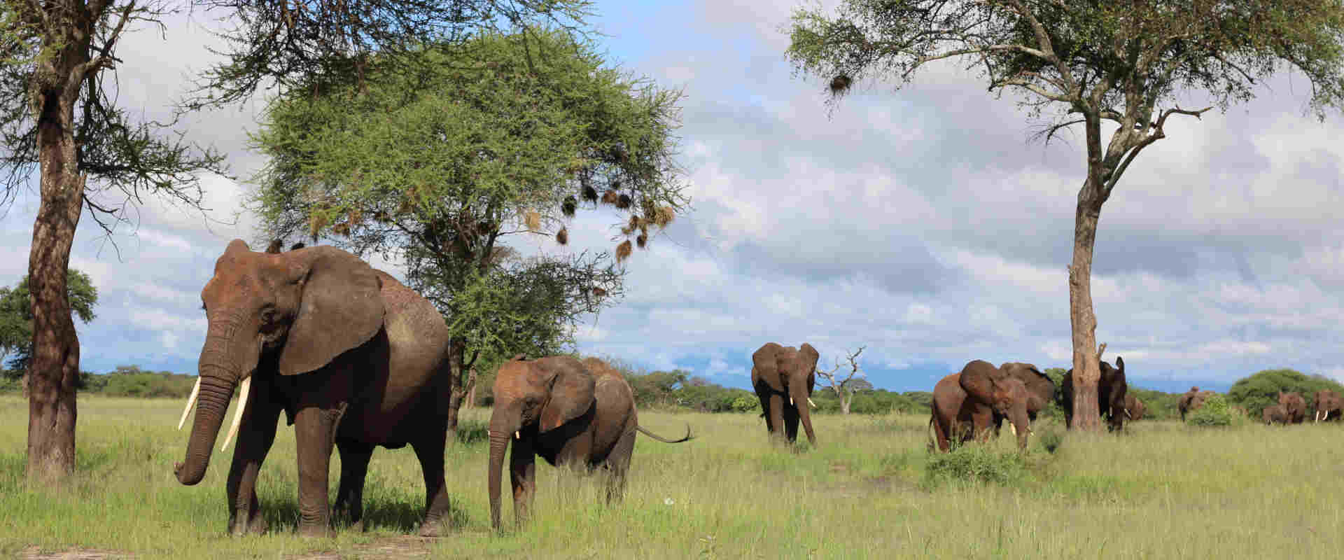 4 Day Dream Luxury Safari Tarangire, Manyara & Ngorongoro