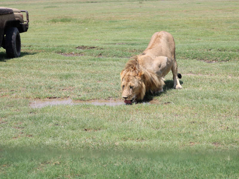 4 Day Camping Safari Tarangire, Serengeti & Ngorongoro Crater Route