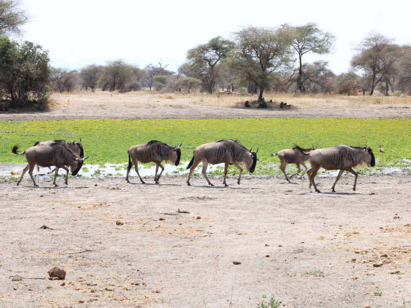 1-Day Trip to Mikumi National Park from Dar Es Salaam Route