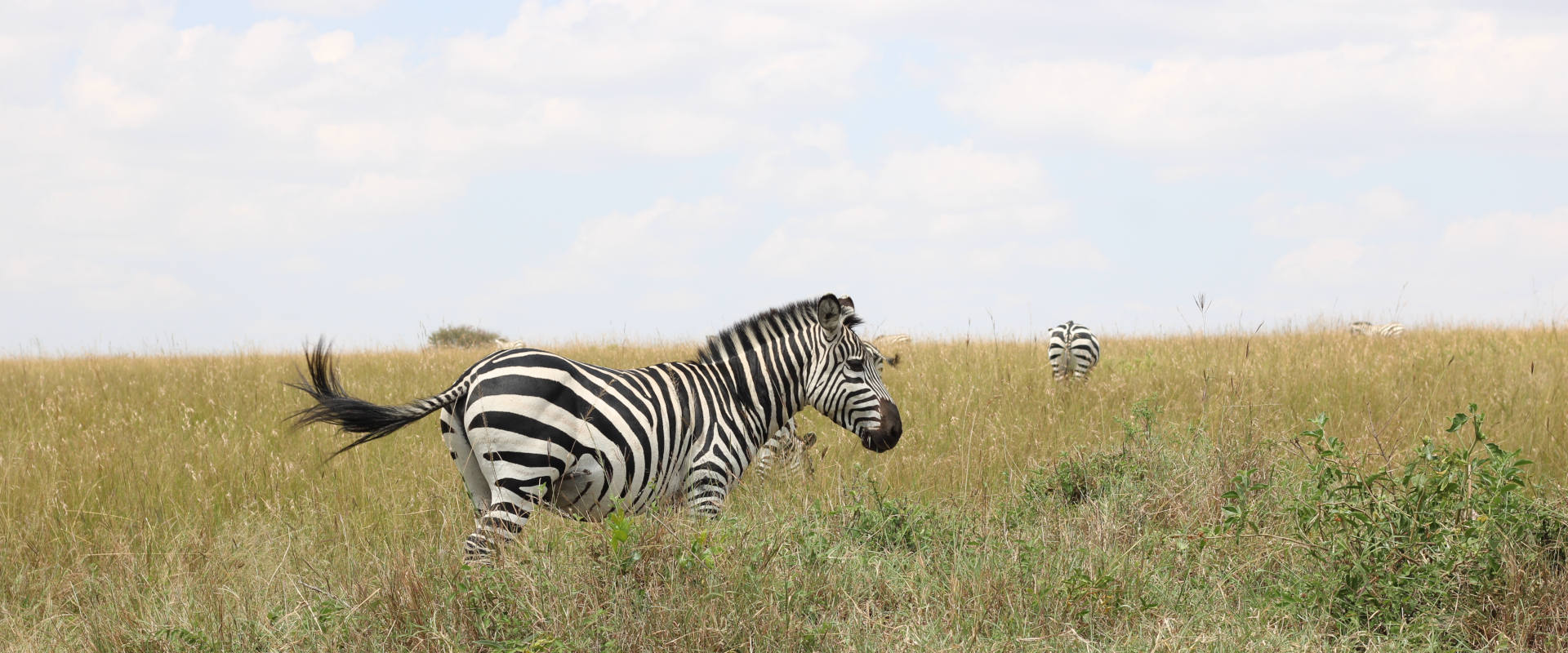 Escape Day Trip to Manyara National Park