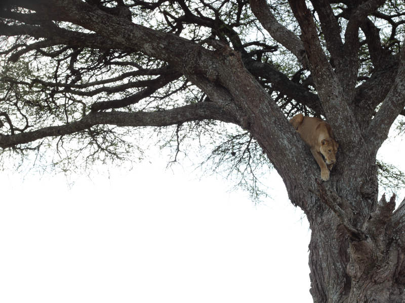 Escape Day Trip to Manyara National Park