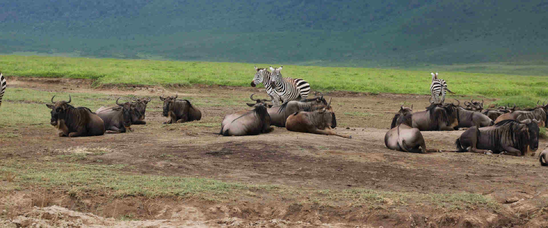 8 Days Endless Migration Encounter (Tarangire, Manyara, Serengeti & Ngorongoro)