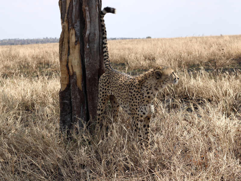 5 Day Escape High Range Safari Manyara, Serengeti & Ngorongoro Route