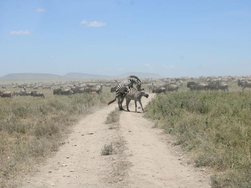 4 Days Migration Safari In Ndutu Area