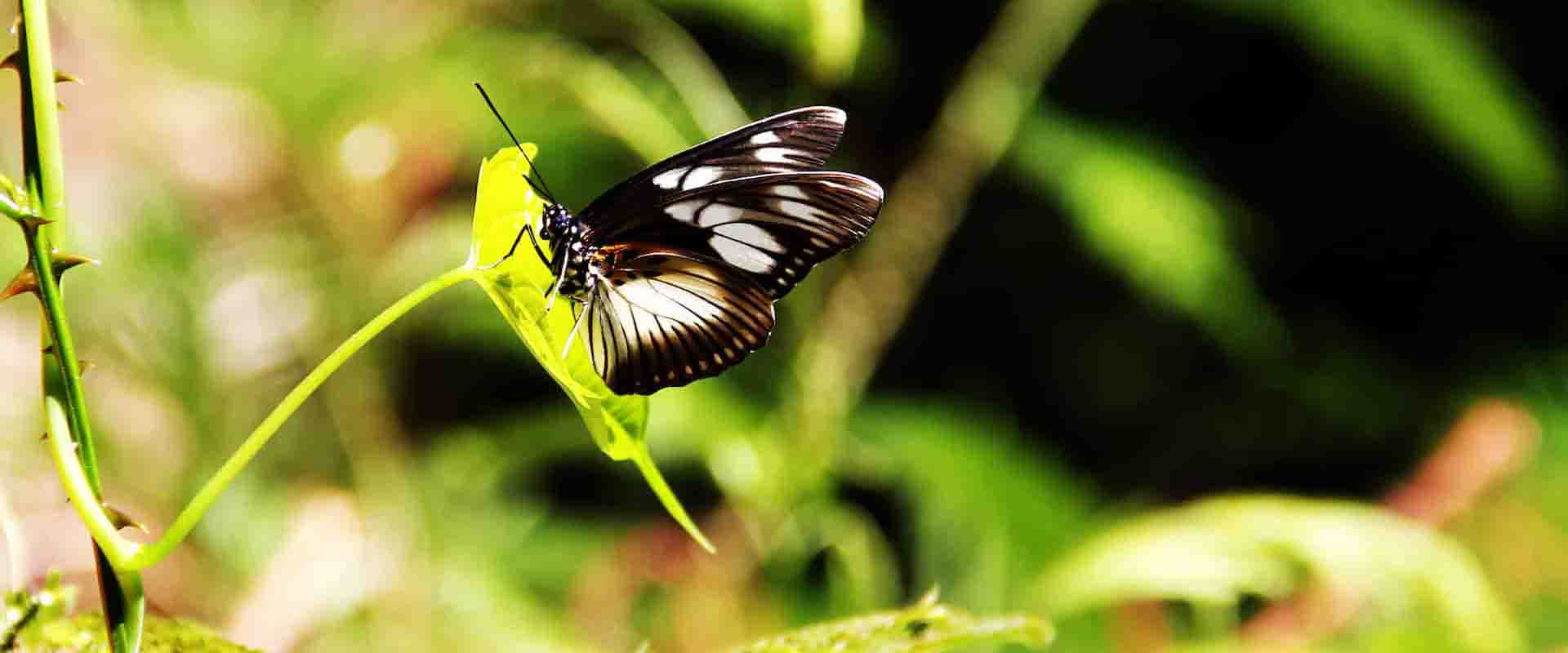 Forest & Waterfall Walk – Udzungwa Mountains National Park