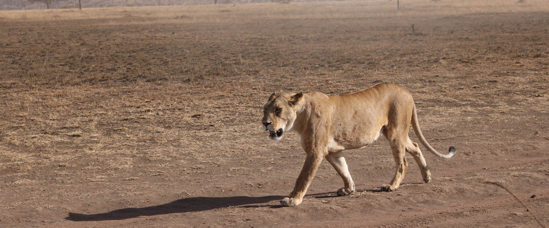 4 Day Luxury Splendor Safari Tarangire, Serengeti & Ngorongoro