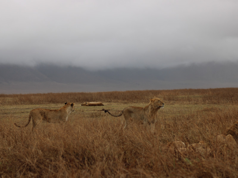 4 Day Camping Safari Manyara, Serengeti, Ngorongoro Route