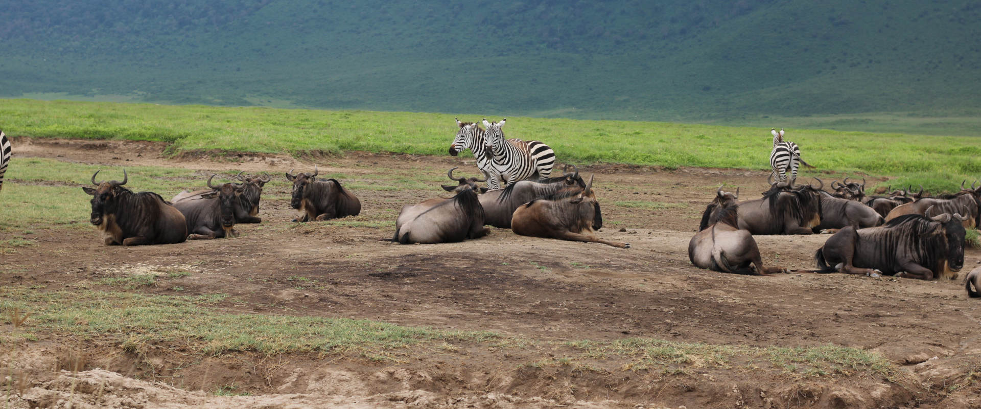 5 Day Camping Safari Arusha Np, Tarangire, Manyara & Ngorongoro