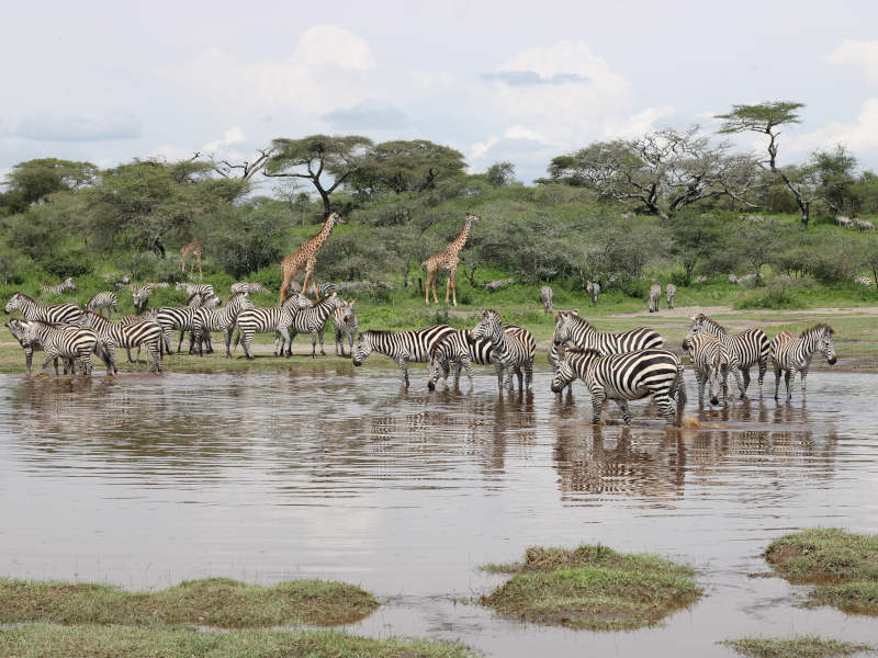 5 Day Camping Safari (Manyara, Serengeti, Ngorongoro & Tarangire