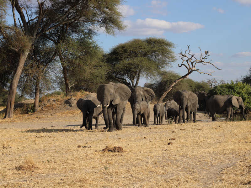 1 Day Trip to Mikumi National Park from Zanzibar