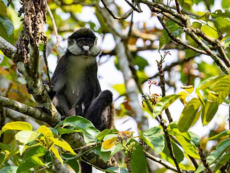 Forest & Waterfall Walk – Udzungwa Mountains National Park
