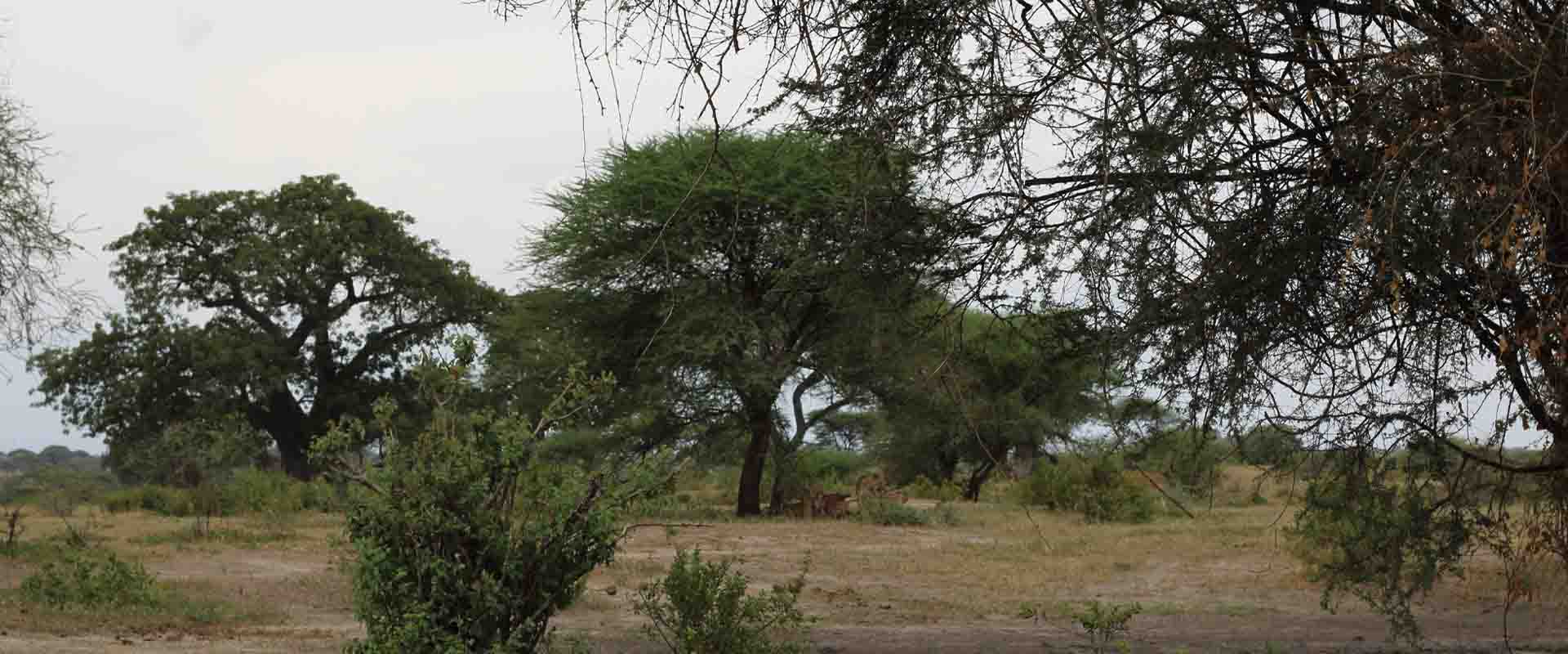4-Day Nyerere Luxury Retreat: Game Drives, Walking Safari, Bush lunch & Rufiji Boat Safari