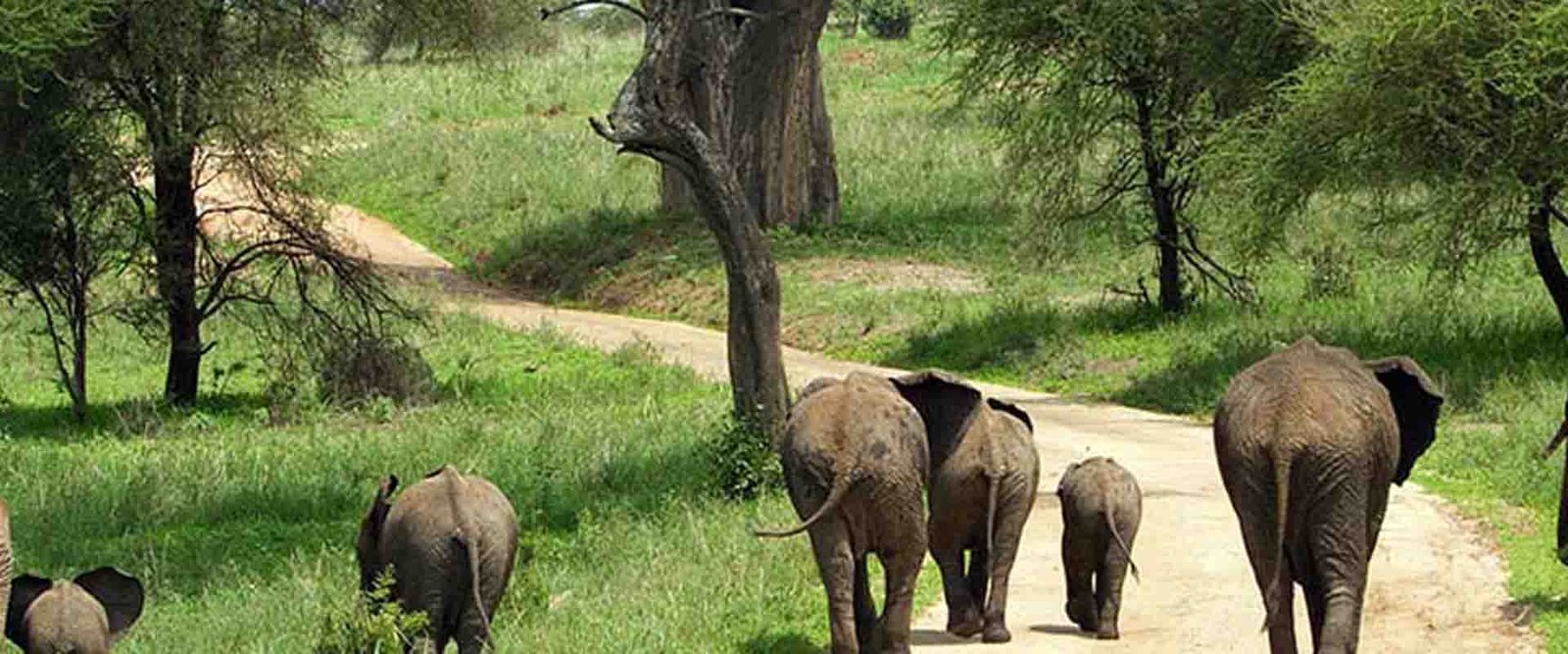 2 Days Nyerere fly from Zanzibar - Game, Boat And Maasai