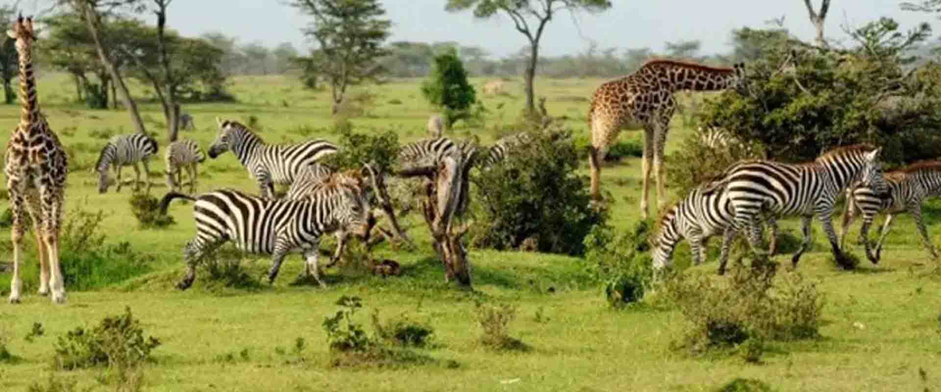 5 Days Udzungwa Trek + Mikumi National Park Safari