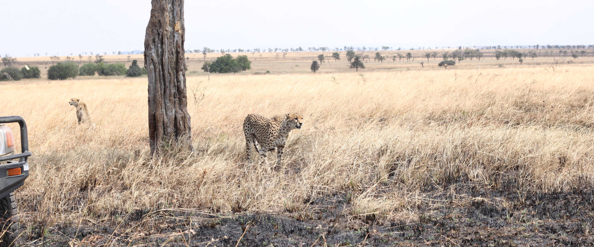 5 Day Escape High Range Safari Manyara, Serengeti & Ngorongoro