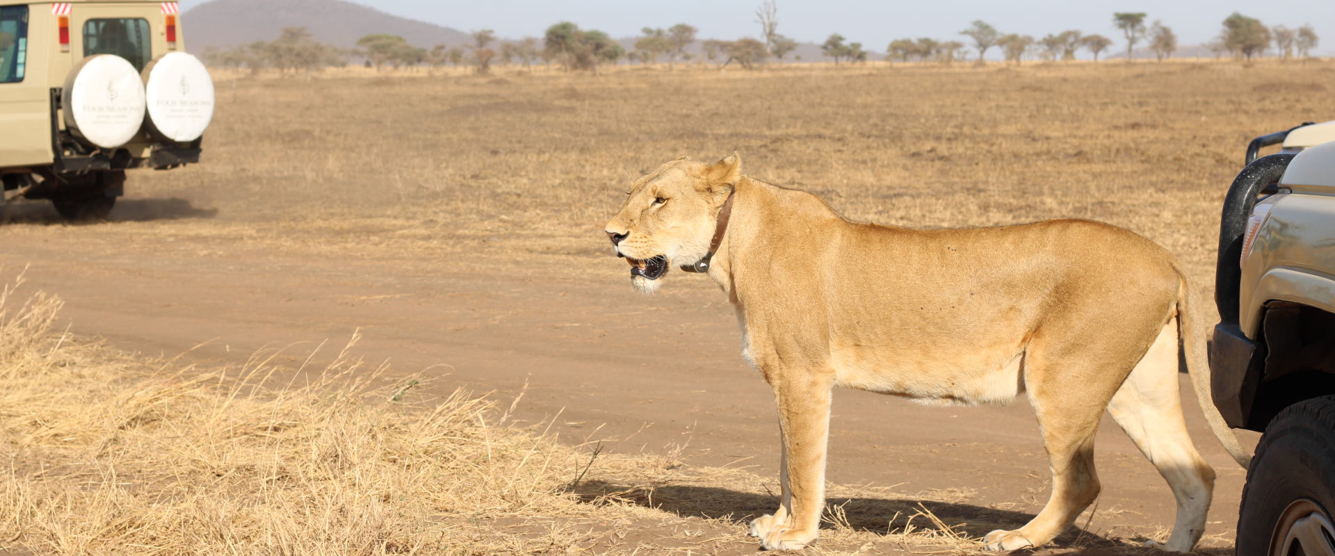 3 Day Luxury Safari (Manyara, Eyasi & Ngorongoro)