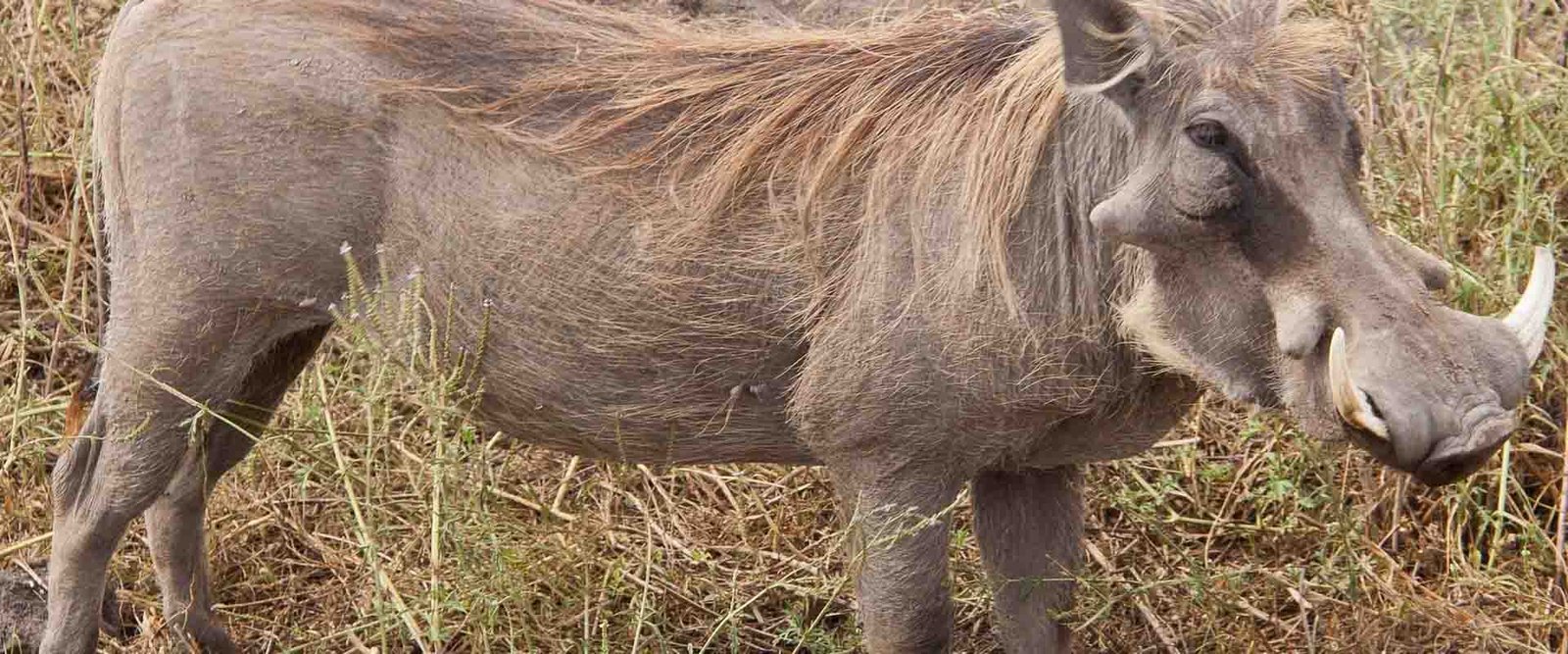 3-Day Nyerere Wildlife Escape from Zanzibar