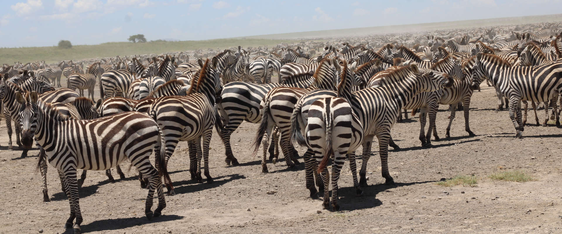 4 Days Safari in Northern Serengeti Seeing Migration Crossing the River