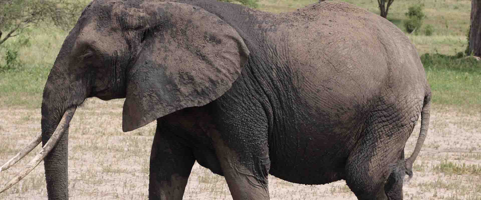 Tarangire National Park Ranger-Led Bush Walk