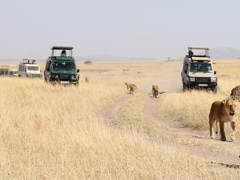 7 Days Spectacle Camping Safari in Tarangire, Serengeti & Ngorongoro