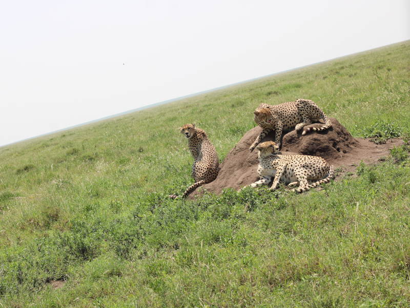 3 Day Bush Camping Safari (Tarangire National Park, Manyara National Park & Ngorongoro Crater)