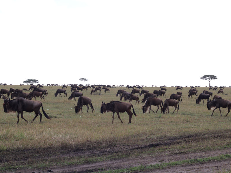 8 Days Endless Migration Encounter (Tarangire, Manyara, Serengeti & Ngorongoro) Route