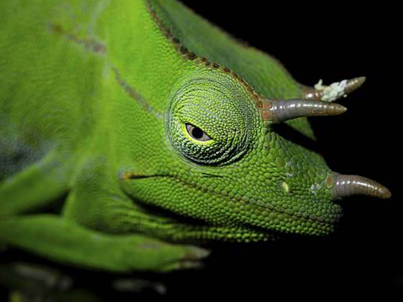 Highland Village & Cultural Farm Walk – Usambara Mountains