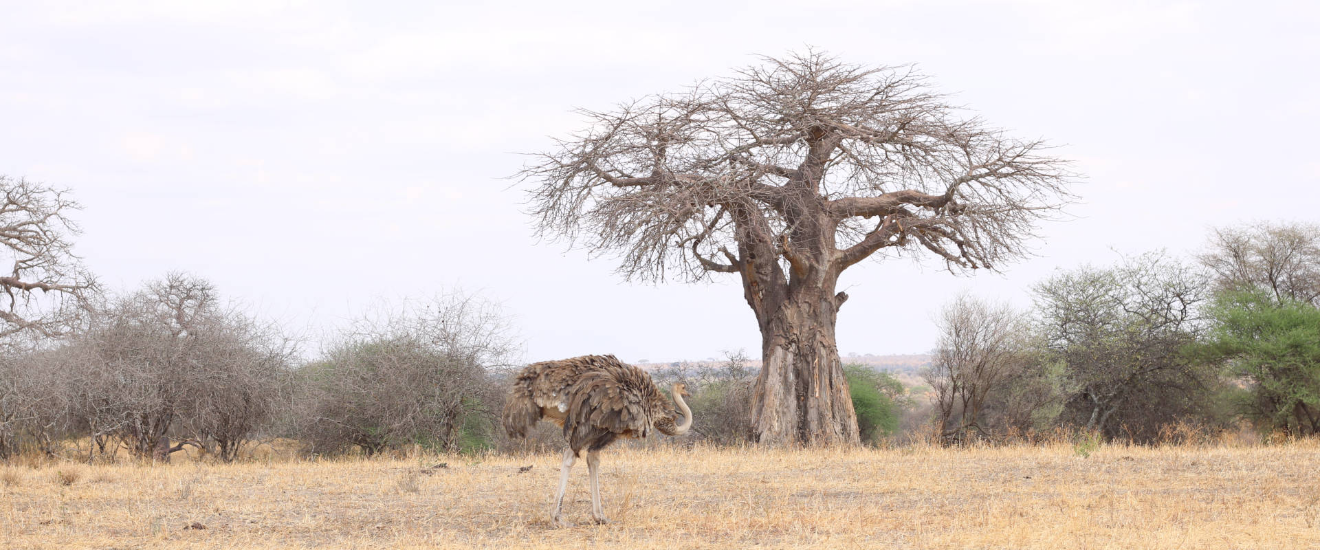 Encounter Day trip Safari Tarangire National Park