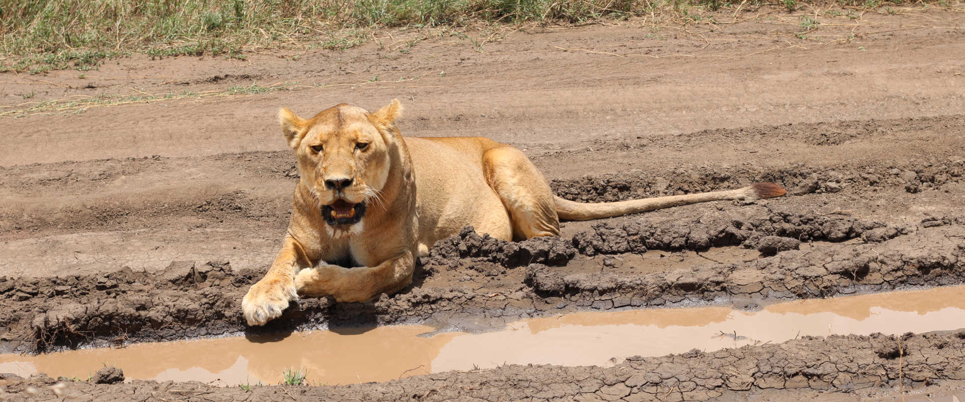 5 Day Retreat Luxury Safari (Manyara, Serengeti, Ngorongoro & Tarangire)