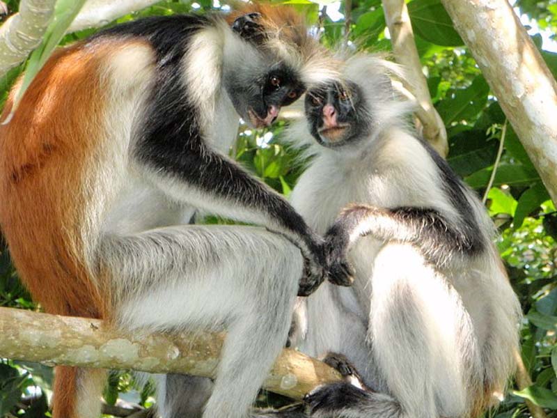 2 Days Zanzibar Nature & Wildlife Escape