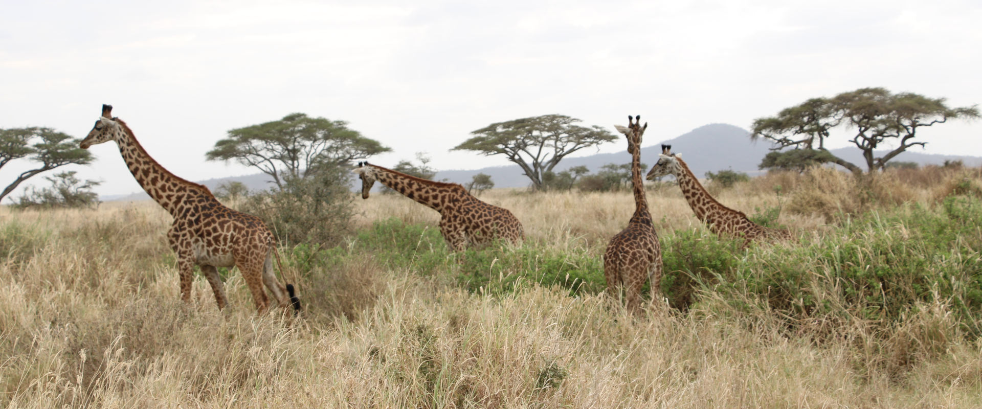 3 Days Safari in Northern Tanzania (Tarangire, Manyara, and Ngorongoro)