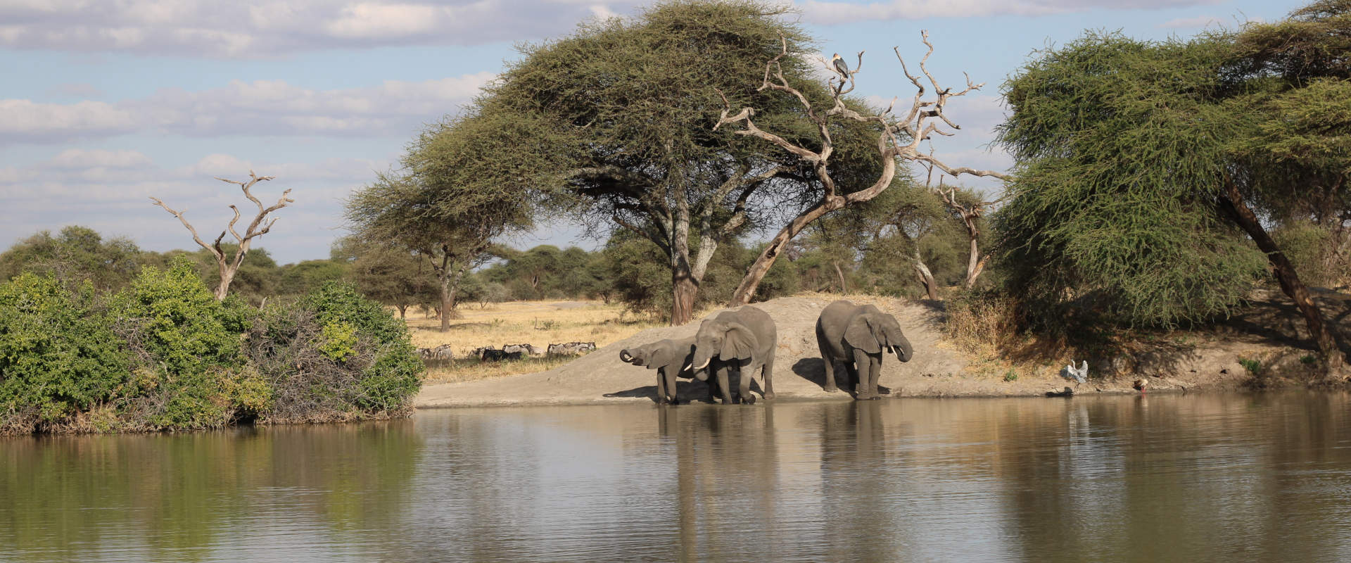 1 Day Trip to Mikumi National Park from Zanzibar