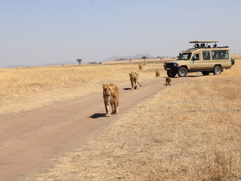 7 Days Magic Safari in Manyara, Serengeti, Ngorongoro Crater & Tarangire Route