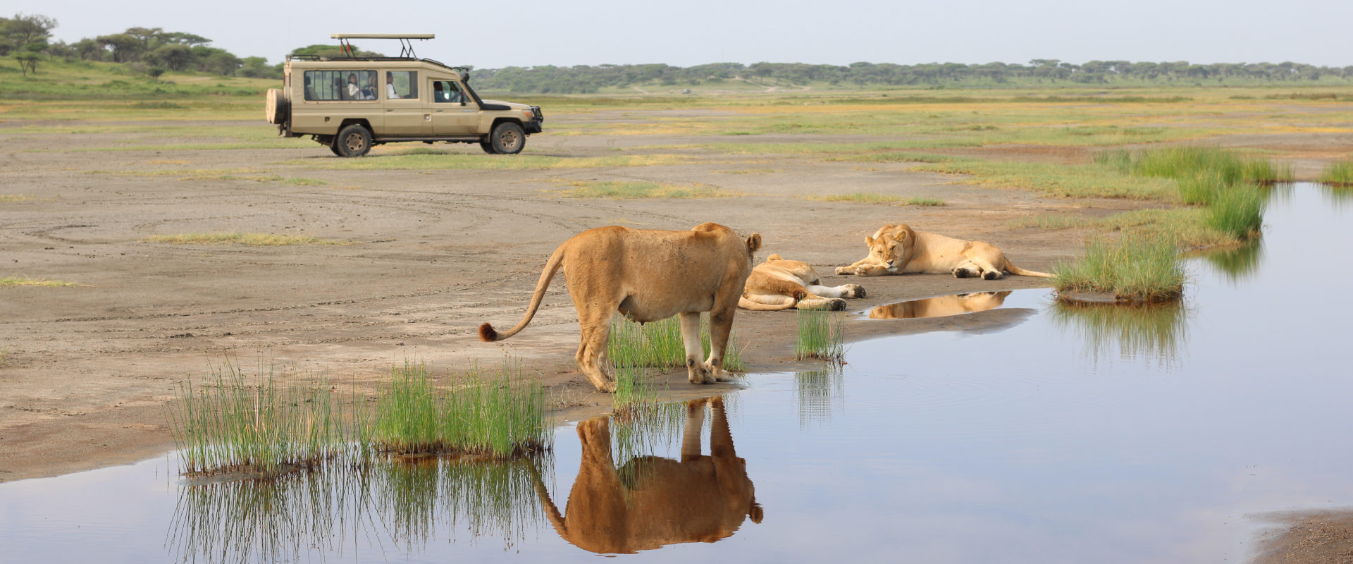 4 Day Majestic Luxury Safari Serengeti National Park & Ngorongoro crater