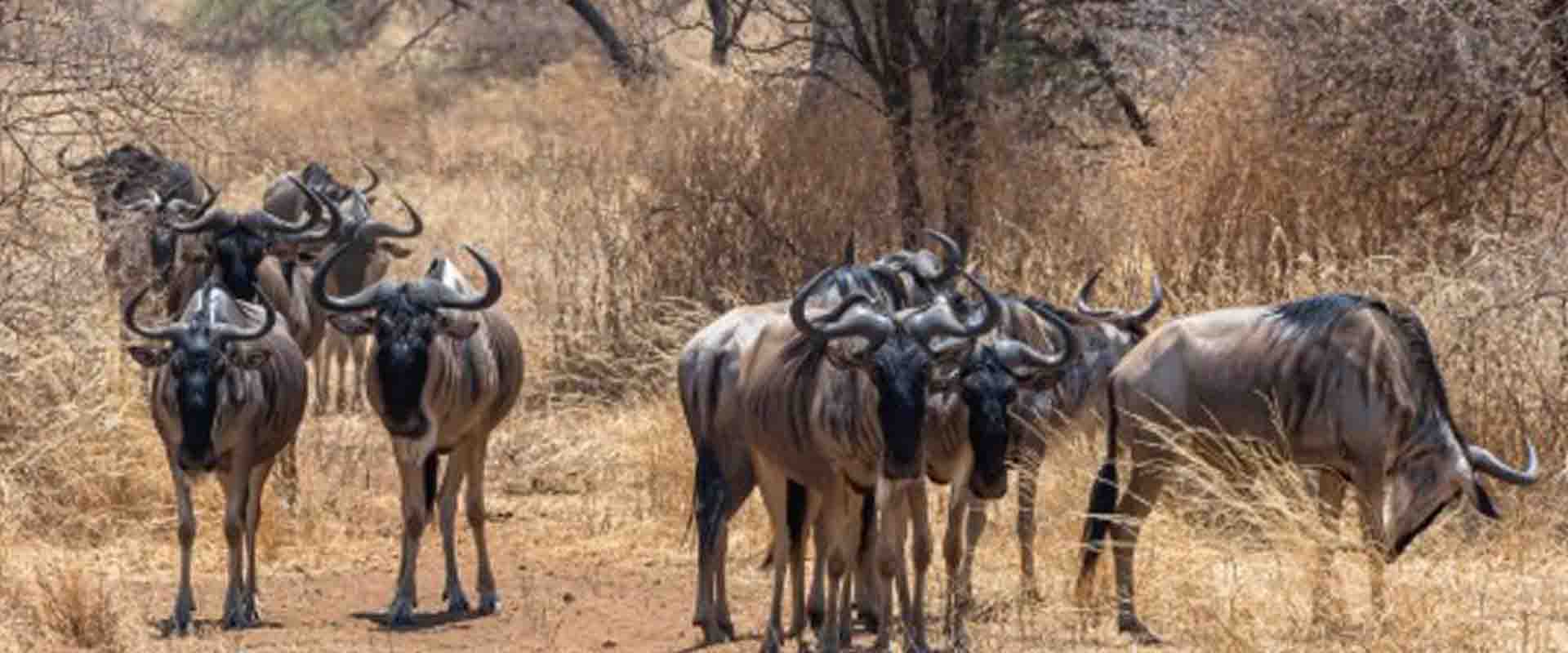 3 Days Serengeti Great Migration Safari